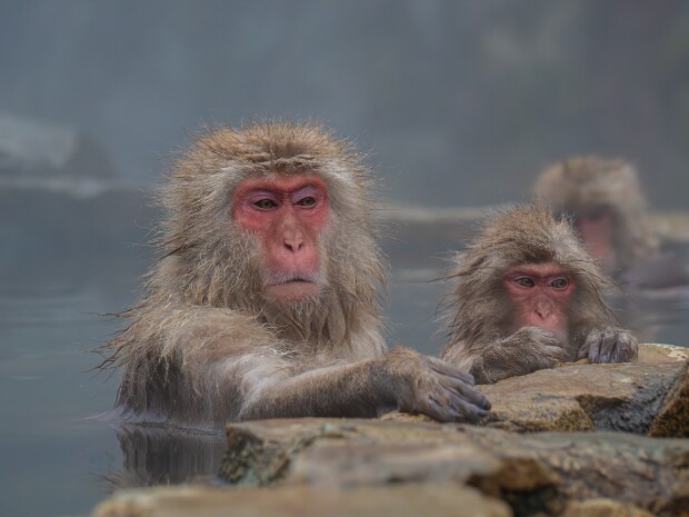 Animals